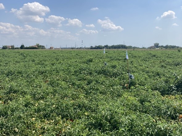 The field in North Italy (pulse drip irrigation area)