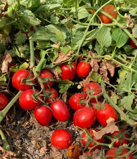 A plant with abundant tomatoes